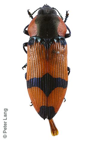 Castiarina gibbicollis, PL2698, male, from Eucalyptus socialis, EP, 14.3 × 5.1 mm